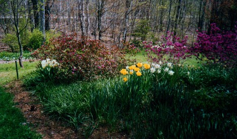 Rhodies PJM と「April Rose」/ 右クリックして「画像を表示」すると一部の画像が改善されます